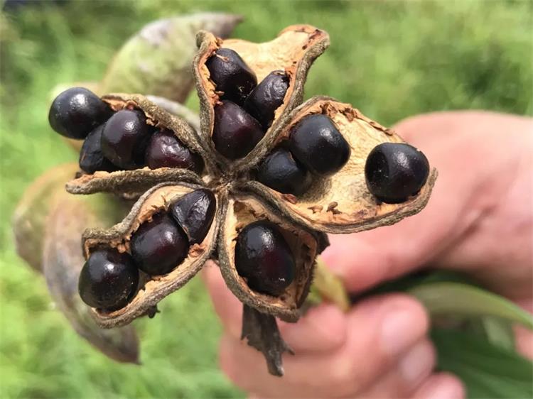 1598317776123018.jpg 15.webp.jpg